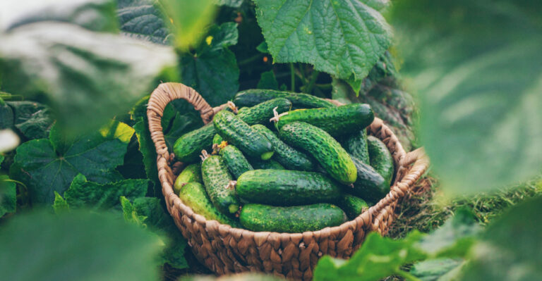 The Cucumber Watering Mistake That Causes Bitter Fruit