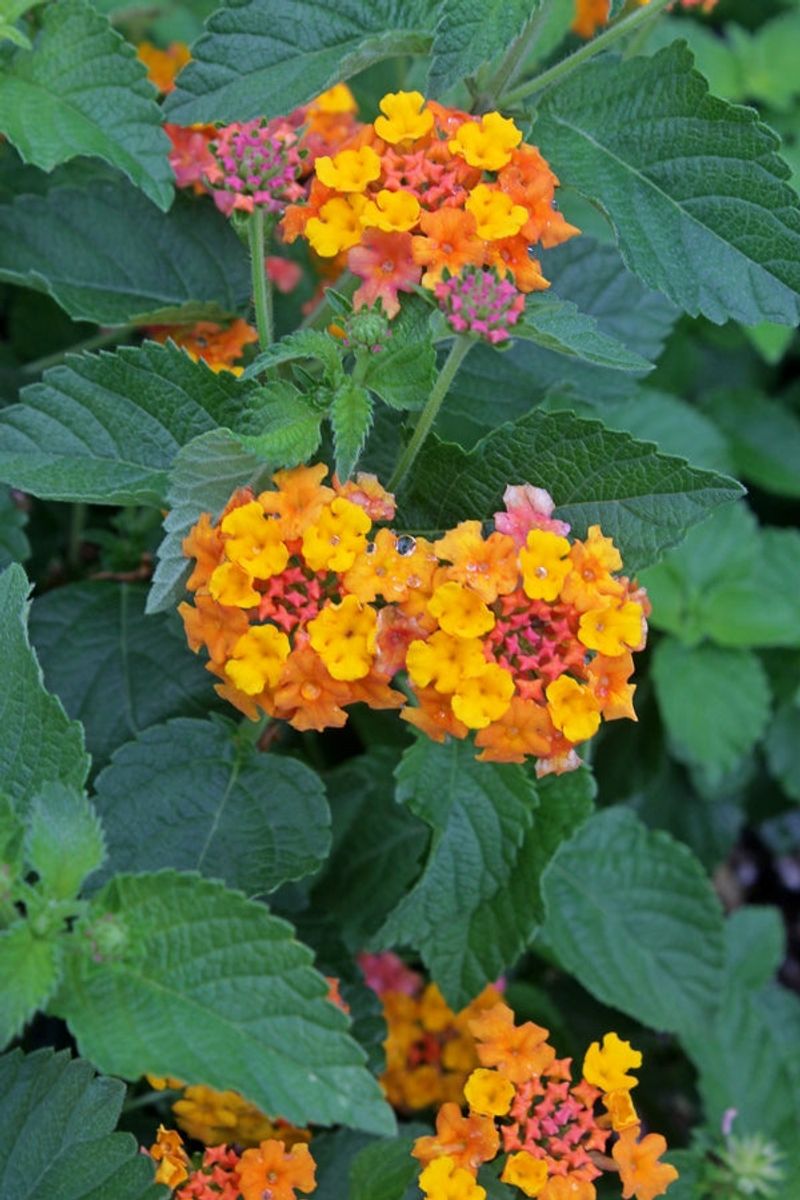 The Cultivar Determines How Much Deadheading Matters