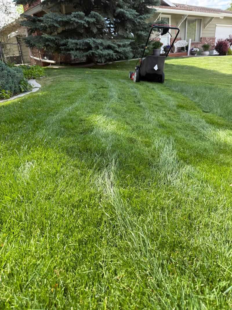 The Cut Looks Uneven When Grass Is Bent And Heavy The Cut Looks Uneven When Grass Is Bent And Heavy