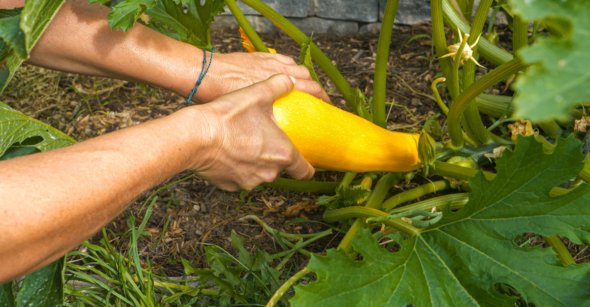 Squash plant (featured image)
