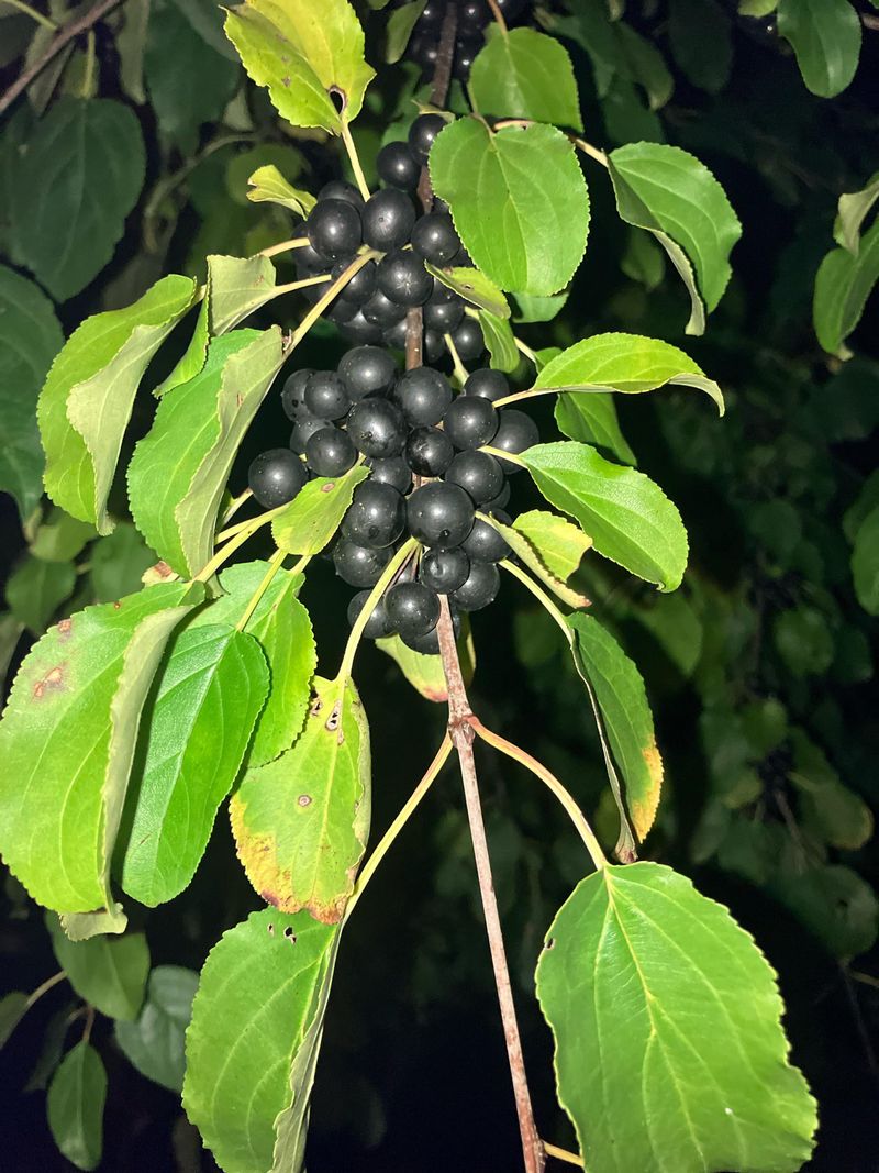 The Damage Common Buckthorn Causes To Local Ecosystems The Damage Common Buckthorn Causes To Local Ecosystems