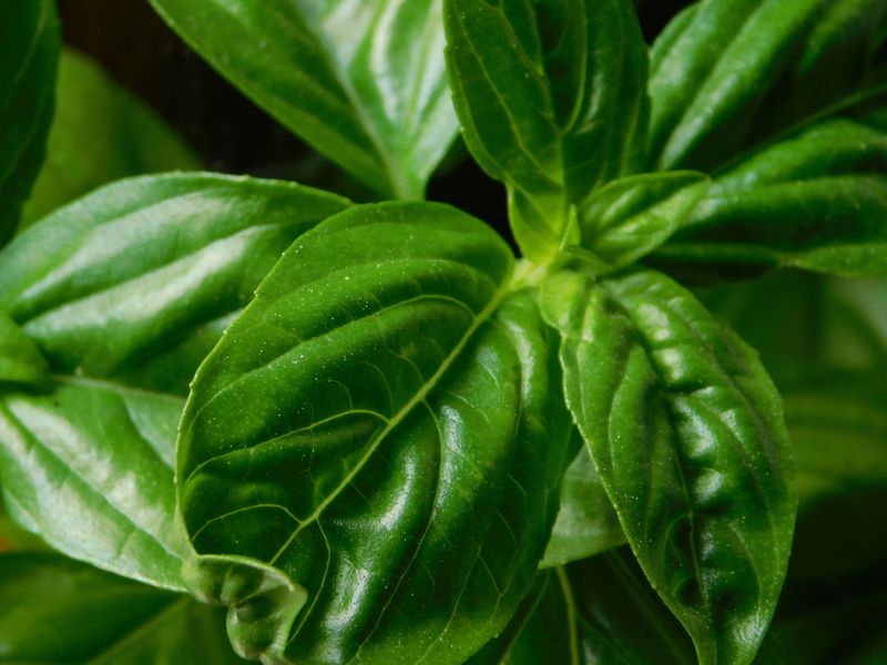 The Difference Between Picking Leaves And Harvesting Full Stems