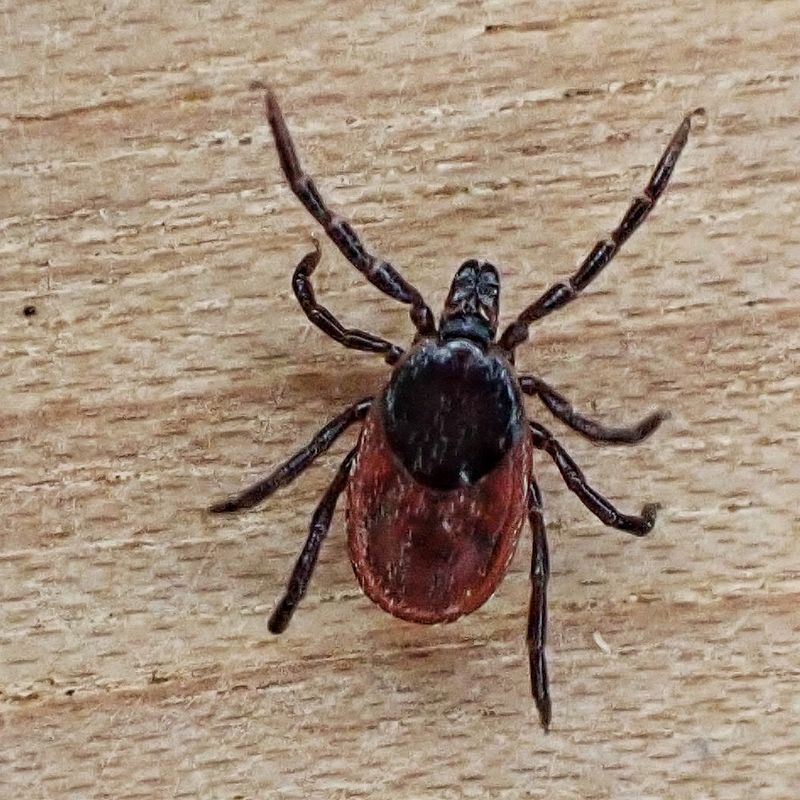 The Disease Most People Know: Lyme Disease