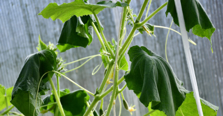 The Drainage Mistake Behind Most Failed Cucumber Plants