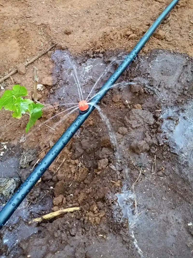 The Drip Line Is The Target The Drip Line Is The Target