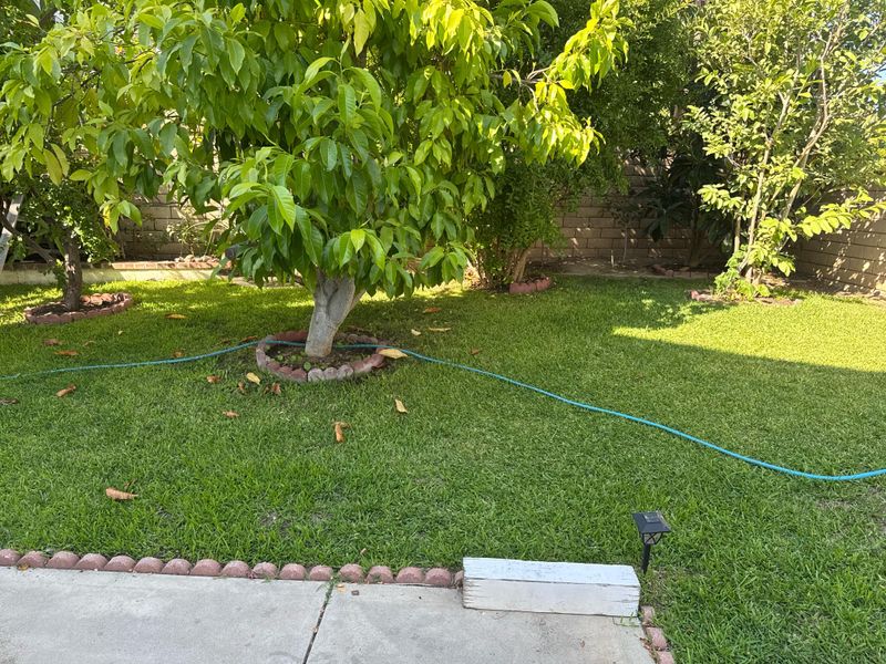 The Drip Line Is Where Water Counts The Drip Line Is Where Water Counts