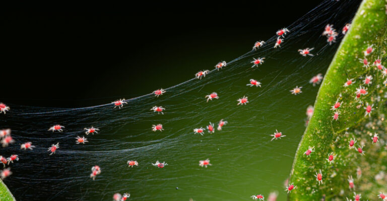 The Dry Weather Mistakes That Invite Spider Mites Into Oregon Gardens