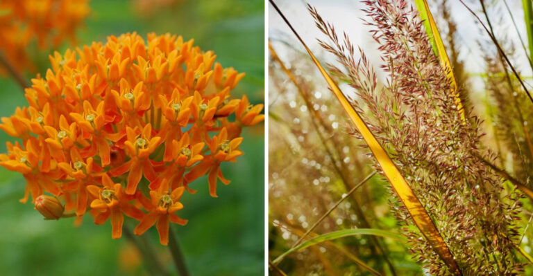 The Eastern Shore Plants That Thrive In Maryland’s Shifting Weather