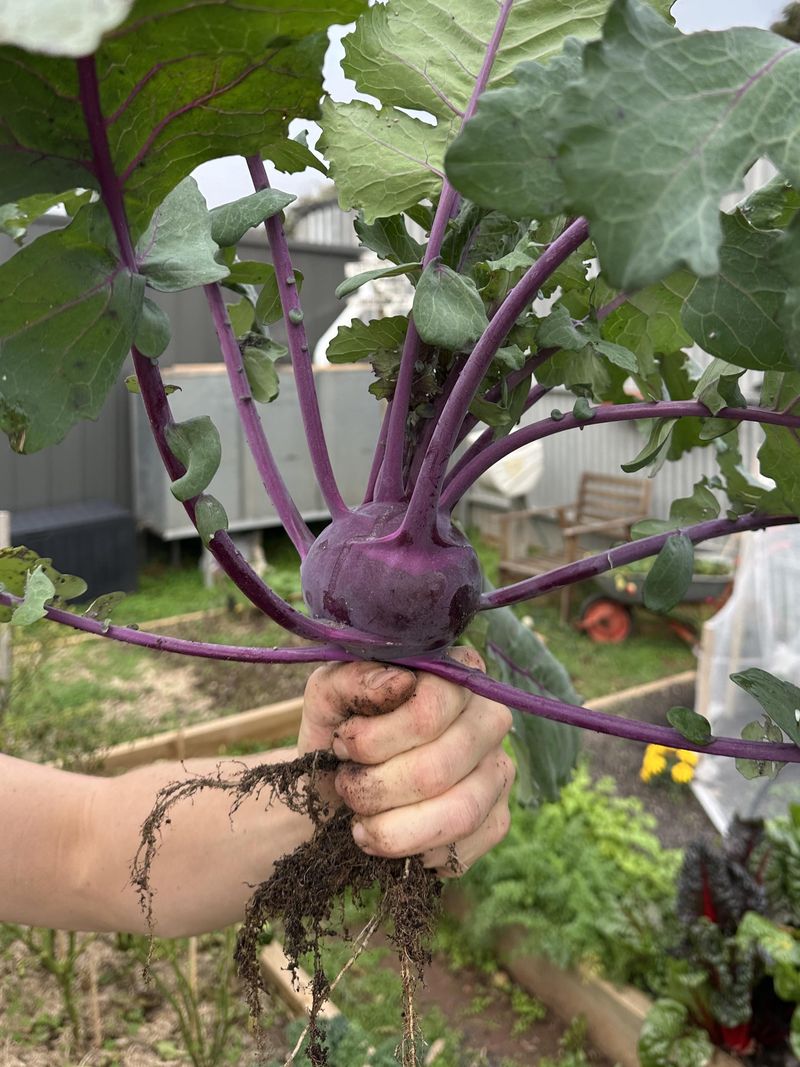 The Edible Part Forms Above The Soil