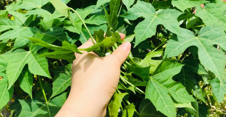 The Edible Plants Still Producing In A Florida Garden When July Arrives