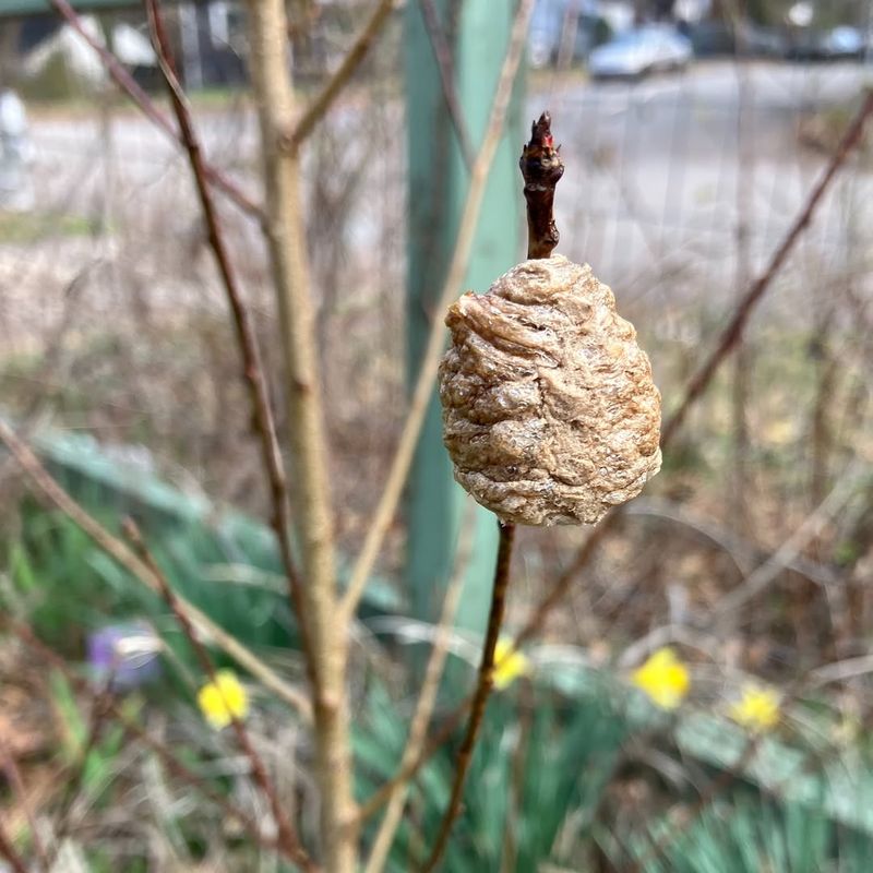 The Egg Case Could Be Native Or Non-Native The Egg Case Could Be Native Or Non-Native