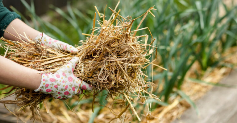 The Emergency Mulching Trick Saving California Gardens Right Now