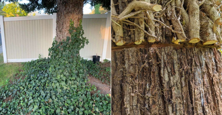 The English Ivy Removal Mistake That Makes It Spread Faster Through Oregon Yards