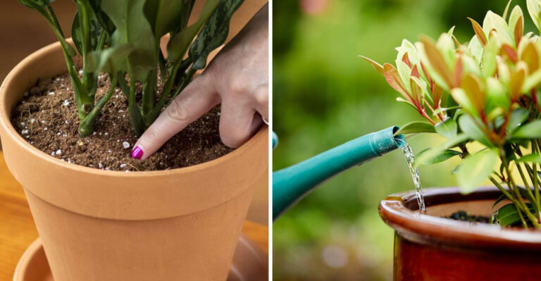 The Evening Routine Arizona Potted Plants Need During Extreme Heat