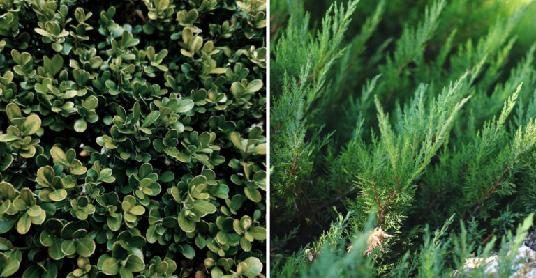 The Evergreens Minnesota Gardeners Need To Prune Before August, And Why Waiting Is A Mistake