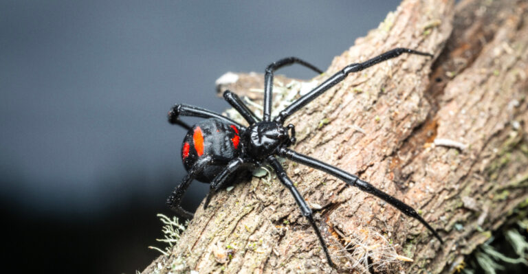 The Exact Spots In A California Yard Black Widows Hide That Homeowners Never Check