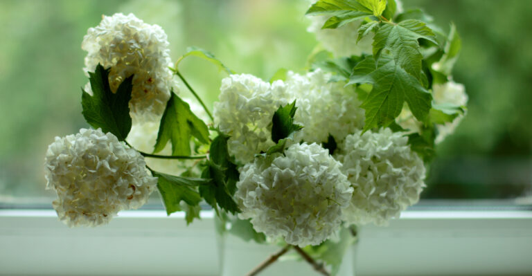 hydrangeas in a vase
