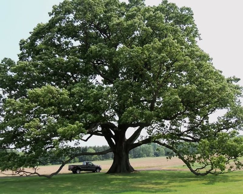 The Expanding Canopy Can Reduce Summer Heat The Expanding Canopy Can Reduce Summer Heat