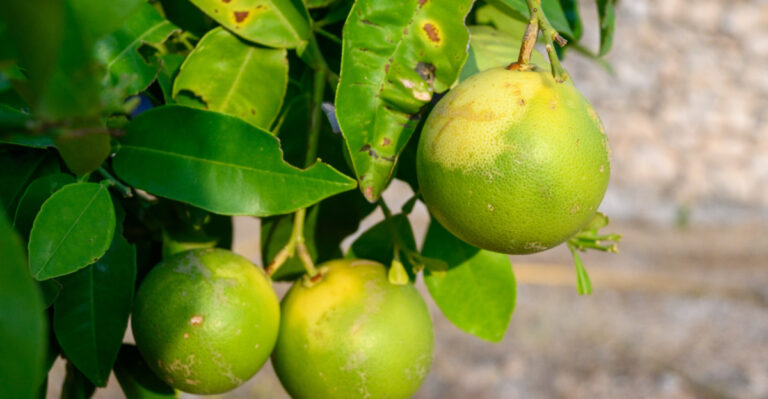 lime tree (featured image)