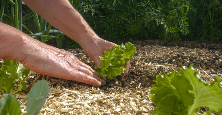 The Fall Crops Oregon Gardeners Should Start Before August Sneaks Up