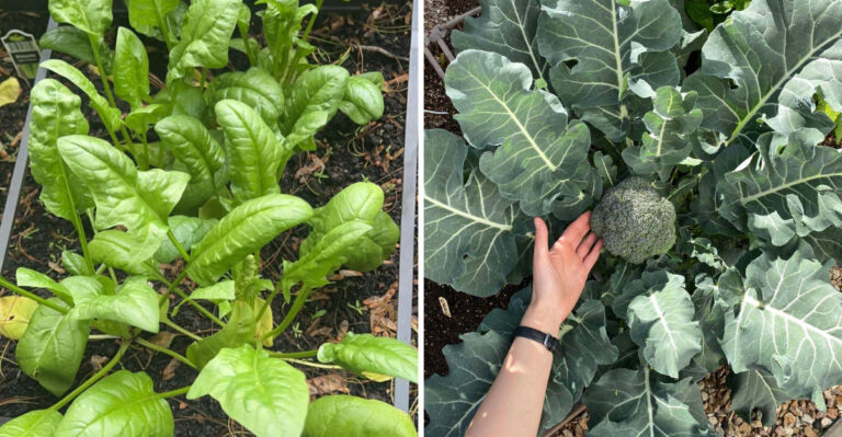 The Fall Vegetables Michigan Gardeners Should Seed Before August Arrives