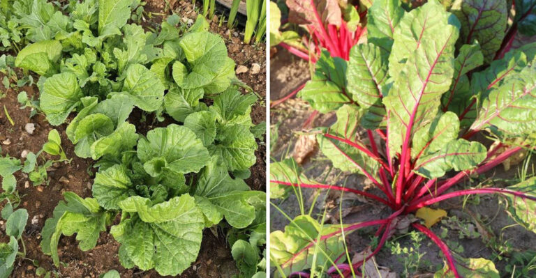 The Fall Vegetables Michigan Gardeners Should Seed The First Week Of August