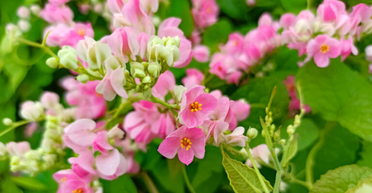 The Fast-Growing Arizona Vines That Handle Summer Heat Without Trouble