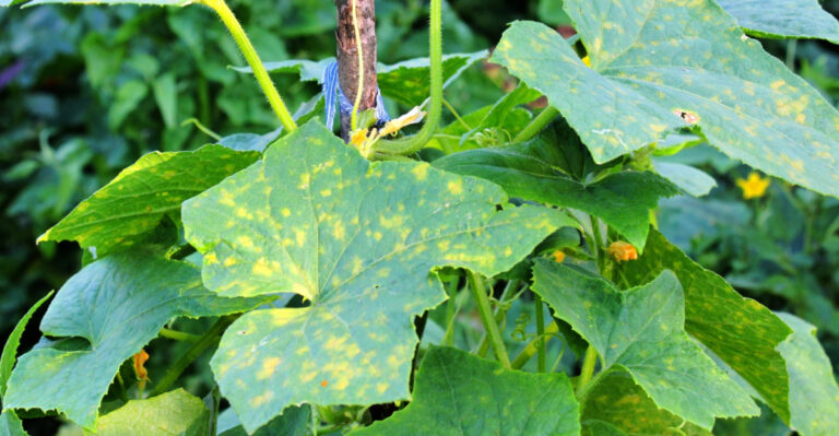 The Fast-Moving Cucumber Disease Sweeping Through Delaware Gardens This Summer