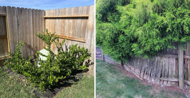 The Fence And Hedge Mistakes North Carolina Homeowners Do Not Realize They Are Making