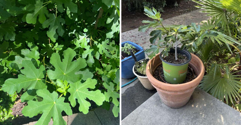 The Fig Tree Habit Ohio Gardeners Should Get Right Every Season To Keep Them Producing