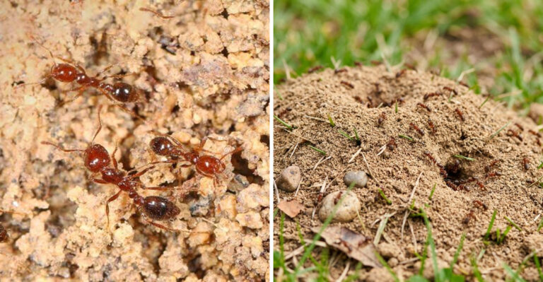 fire ants