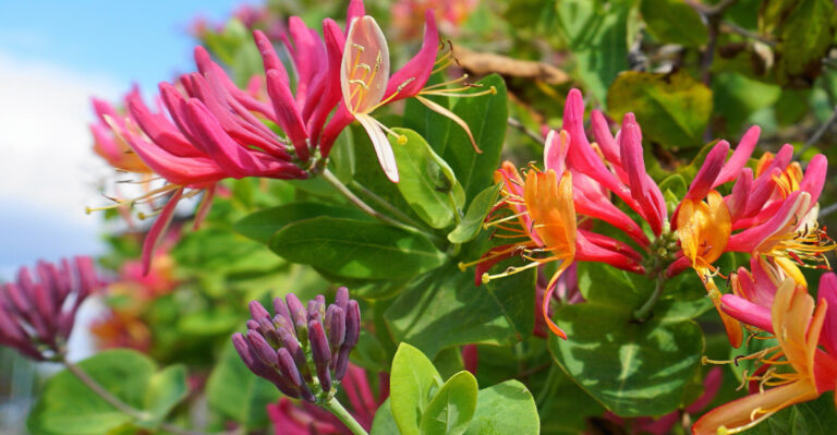 The Fire-Resistant California Vines That Won’t Climb Onto Your Roof