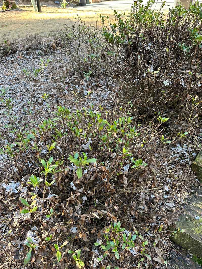 The First Plants Along The Route Receive The Most Attention