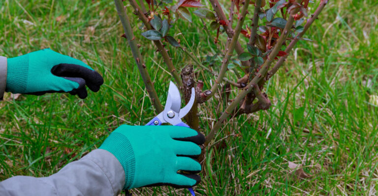 pruning shrub (featured image)