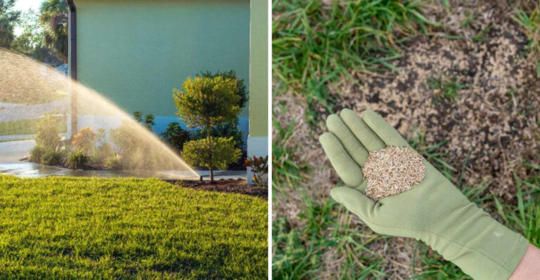 The Fix Georgia Homeowners Are Using For Bare Lawn Patches In Shade