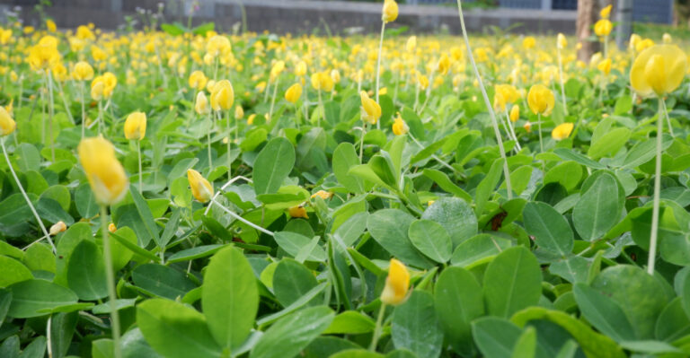 perennial peanut