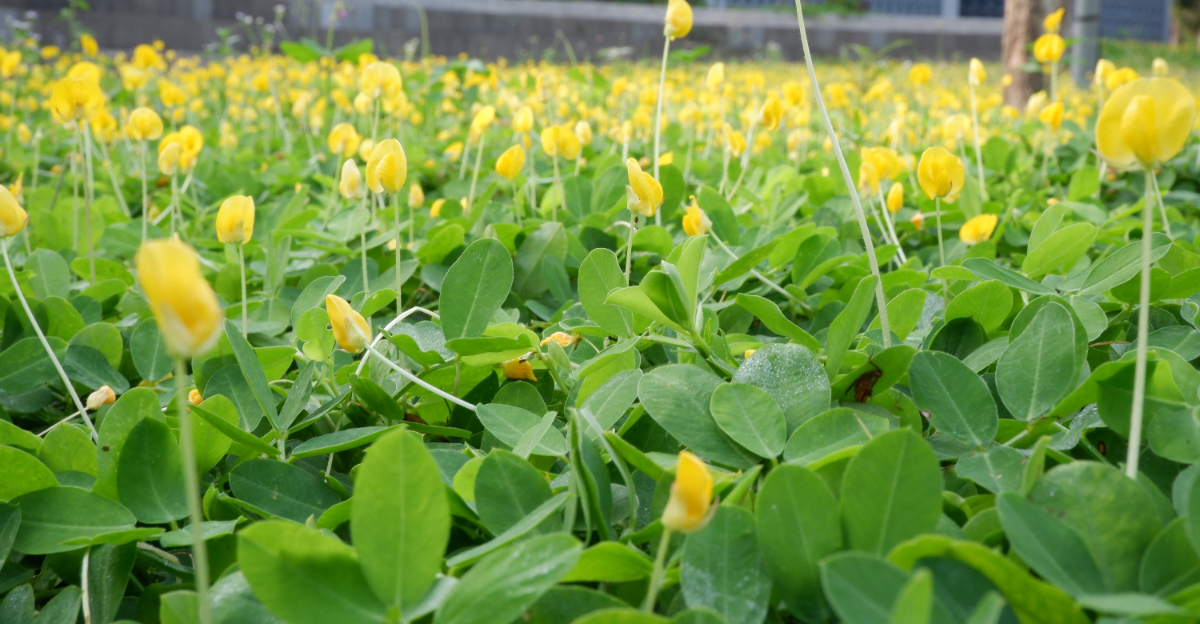 perennial peanut