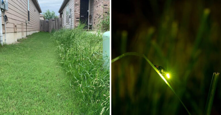 lawn edge and firefly