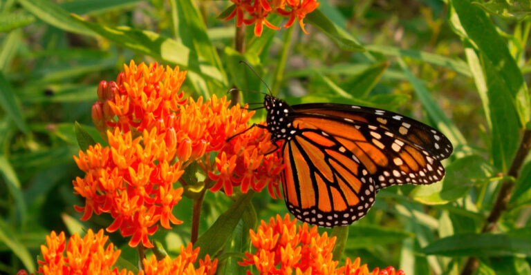 monarch on milkweed