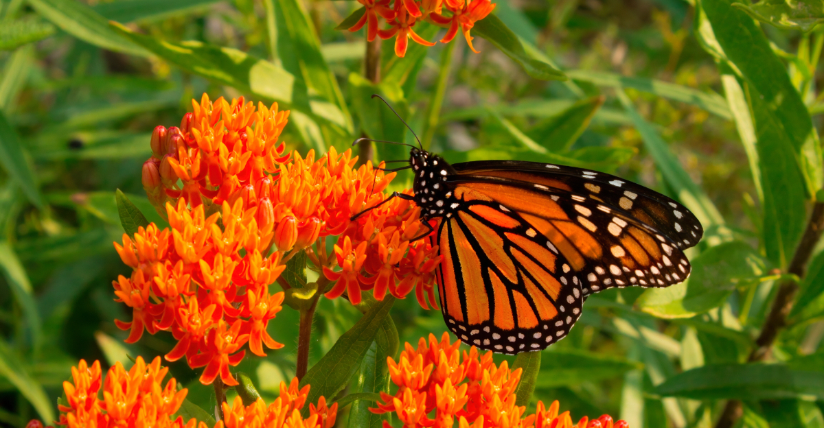 monarch on milkweed
