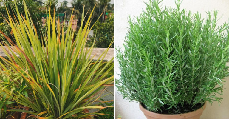 lemongrass and rosemary