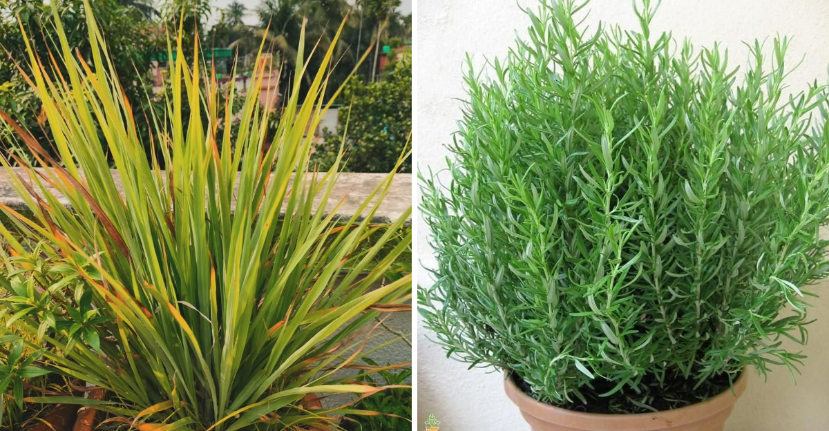 lemongrass and rosemary