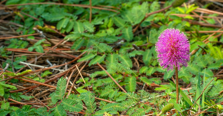 sunshine mimosa