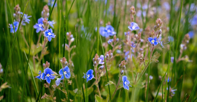 The Flowering Tennessee Herb That Doubles As A Light Blue Ground Cover