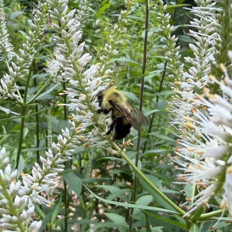 The Flowers Are Highly Attractive To Bees