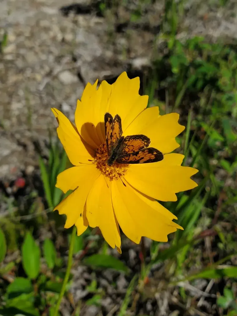 The Flowers Attract Helpful Garden Insects The Flowers Attract Helpful Garden Insects
