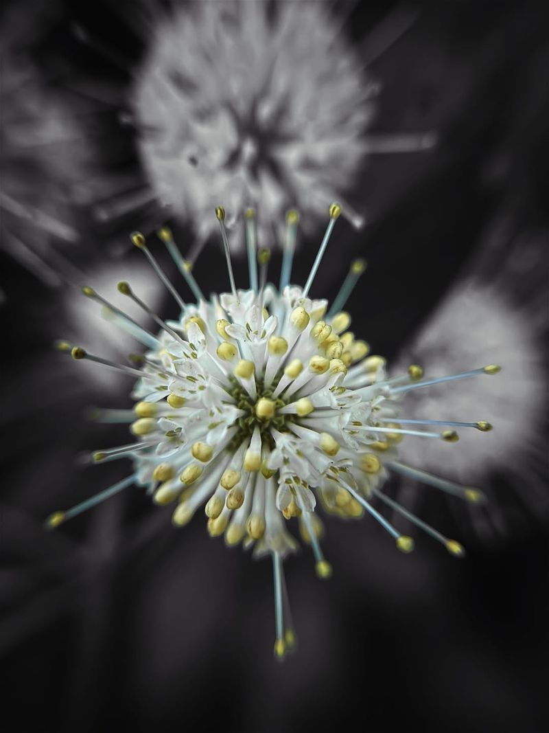 The Flowers Look Like White Pincushions The Flowers Look Like White Pincushions