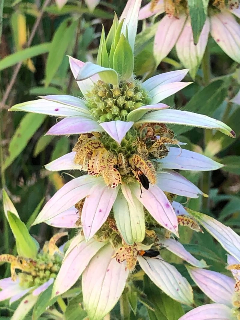 The Flowers Look Unlike Anything Else