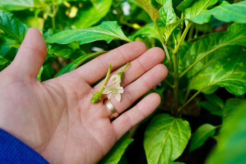 The Flowers May Be Dropping Before Tiny Peppers Form