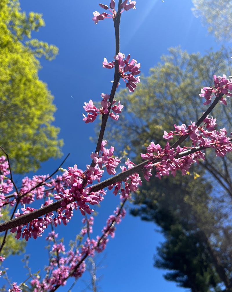 The Flowers Support Early Pollinators The Flowers Support Early Pollinators